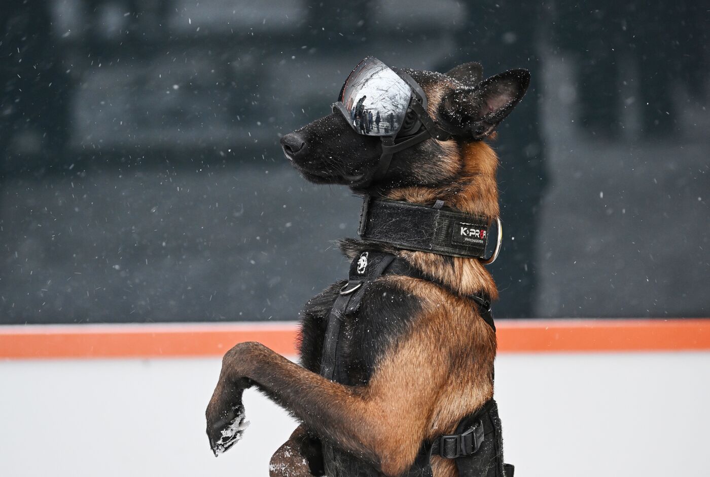 Работа выставки "Россия"