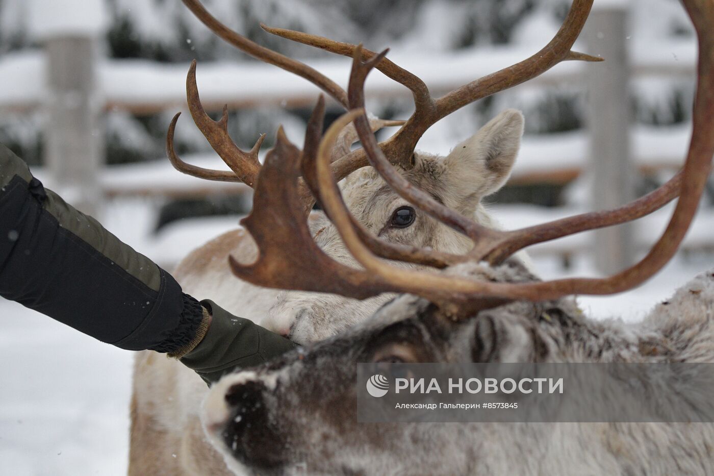 Ферма оленей "Лесная избушка" в Ленинградской области