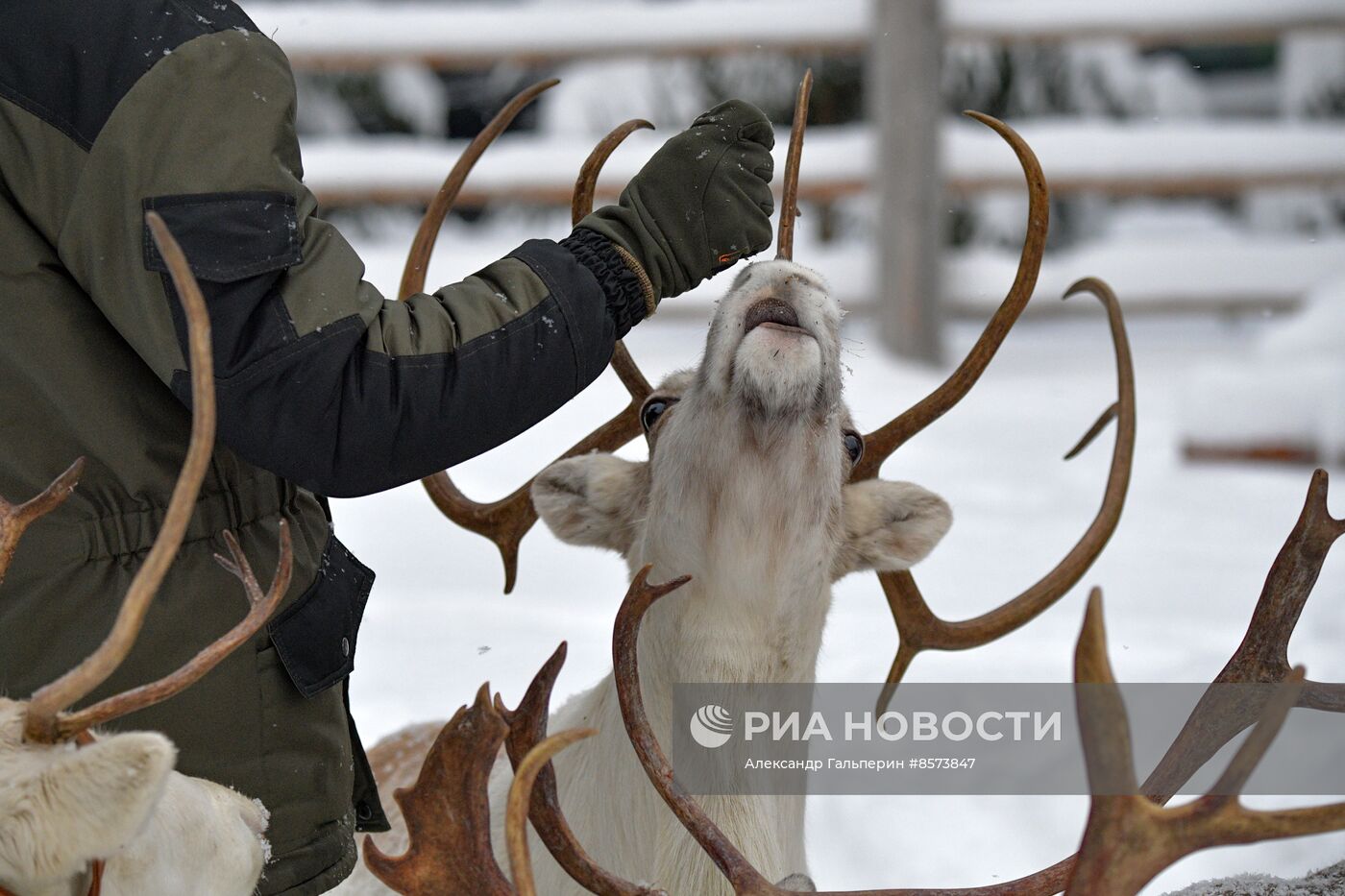 Ферма оленей "Лесная избушка" в Ленинградской области