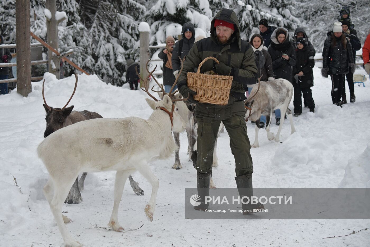 Ферма оленей "Лесная избушка" в Ленинградской области