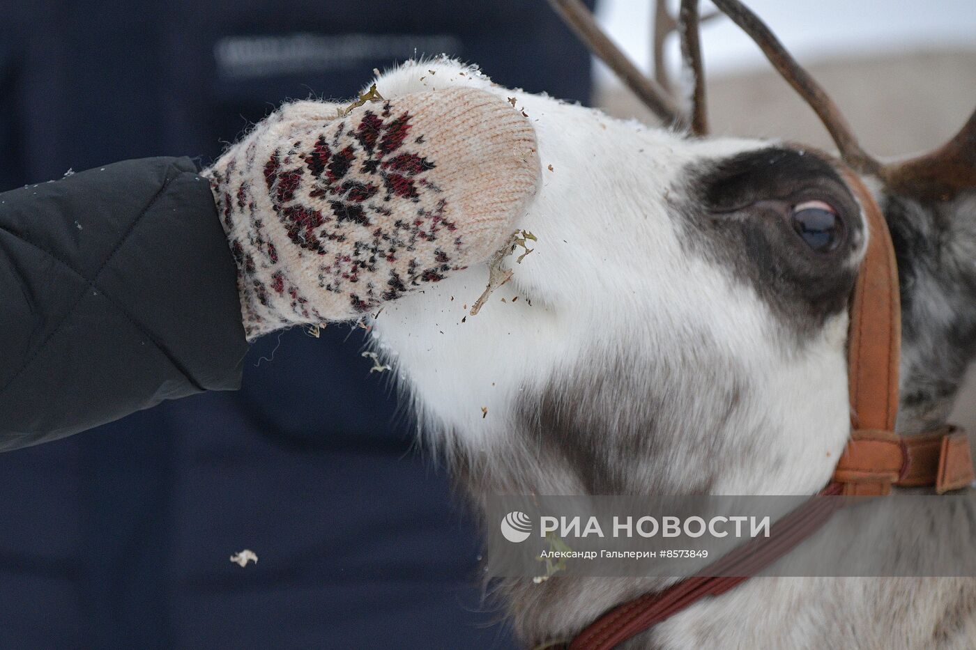 Ферма оленей "Лесная избушка" в Ленинградской области