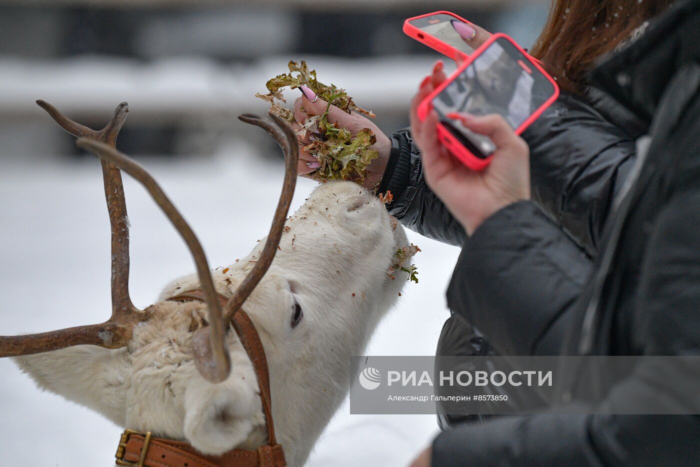 Ферма оленей "Лесная избушка" в Ленинградской области