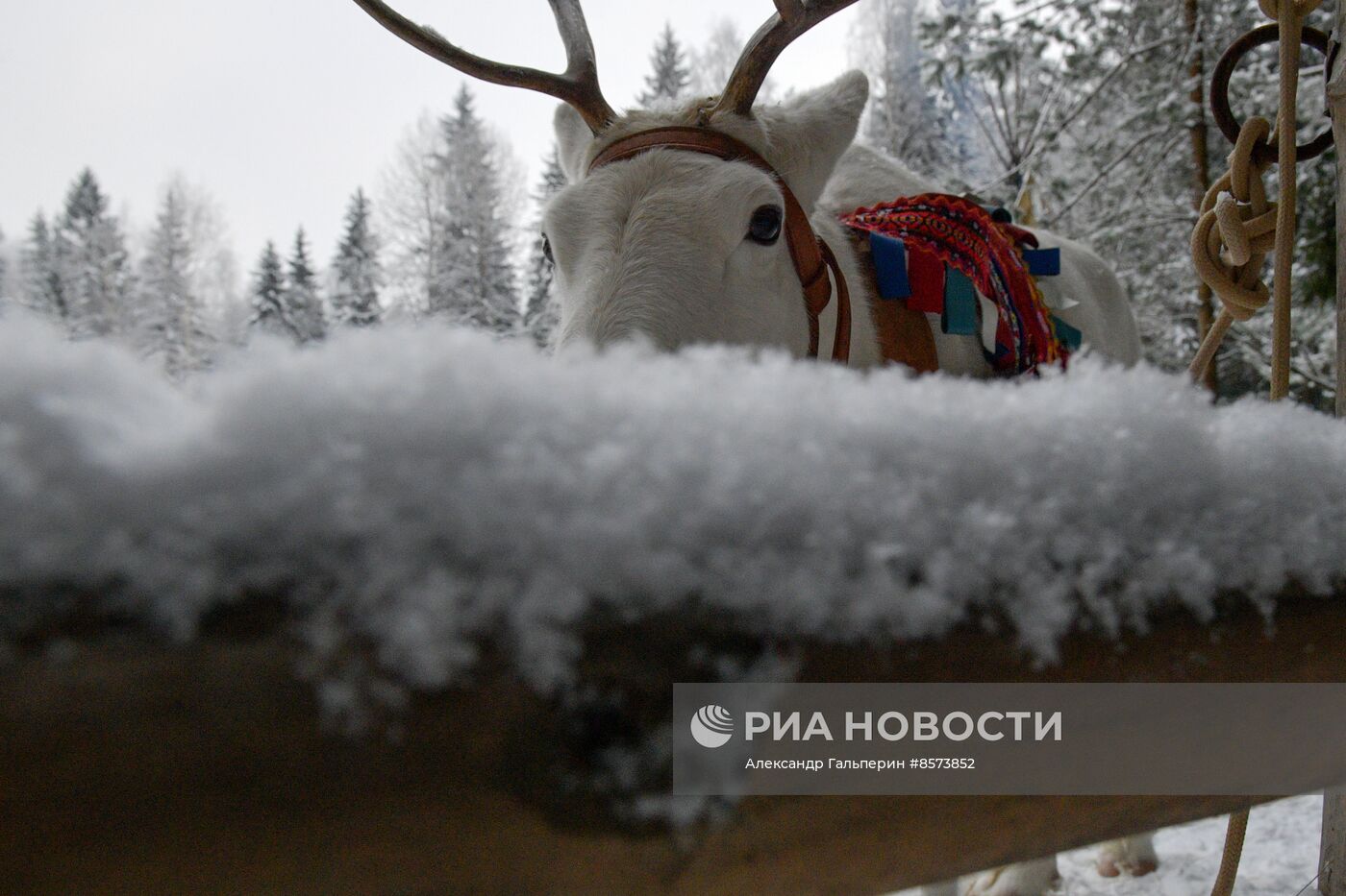 Ферма оленей "Лесная избушка" в Ленинградской области