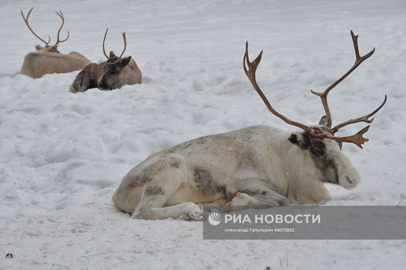 Ферма оленей "Лесная избушка" в Ленинградской области