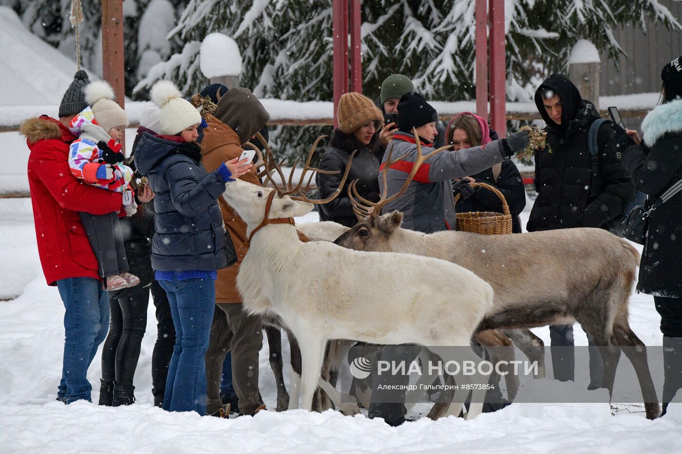 Ферма оленей "Лесная избушка" в Ленинградской области