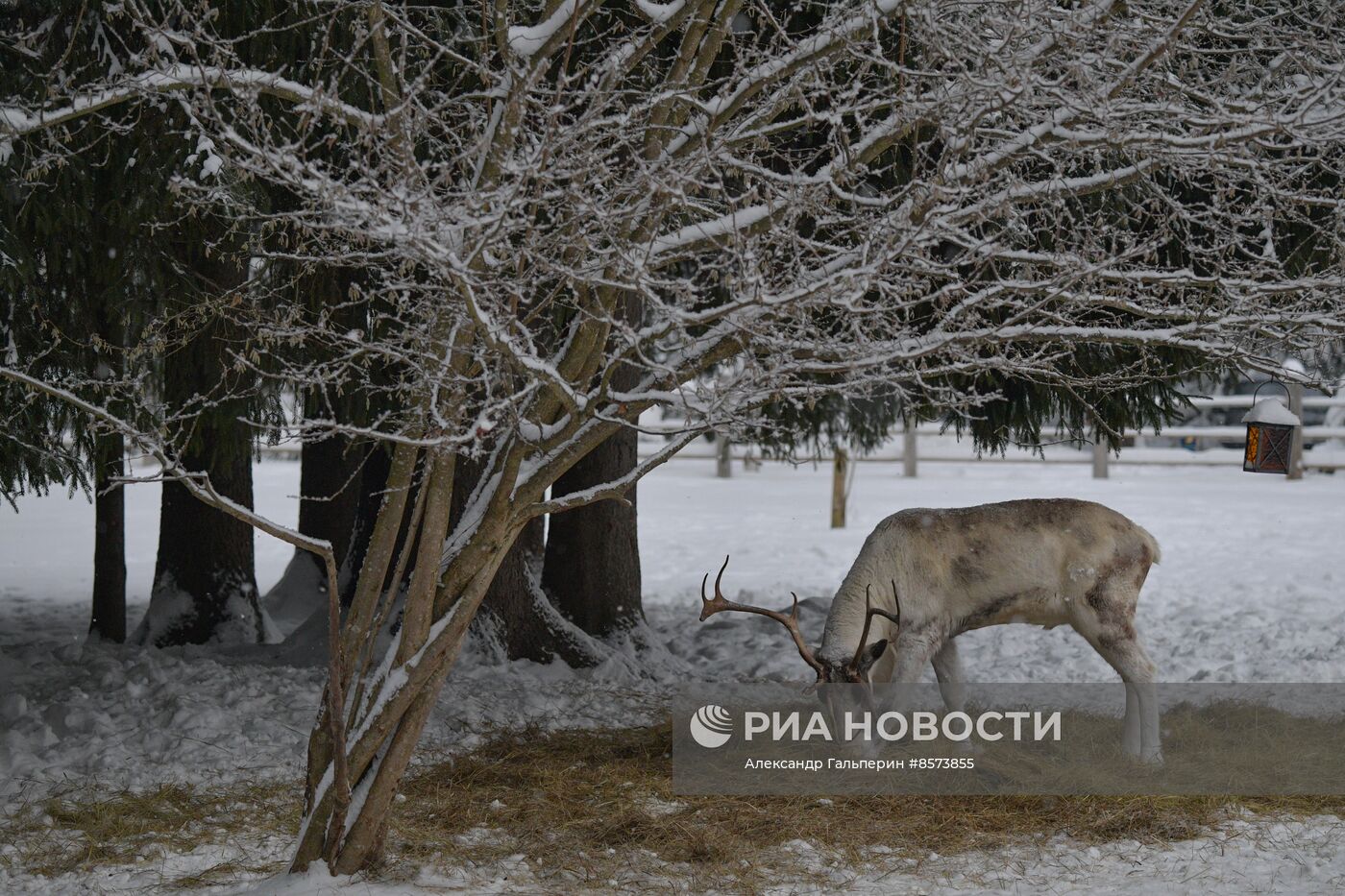 Ферма оленей "Лесная избушка" в Ленинградской области