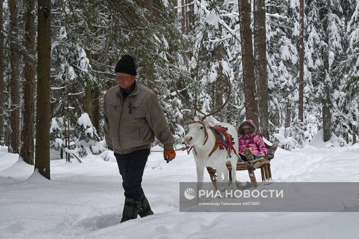 Ферма оленей "Лесная избушка" в Ленинградской области