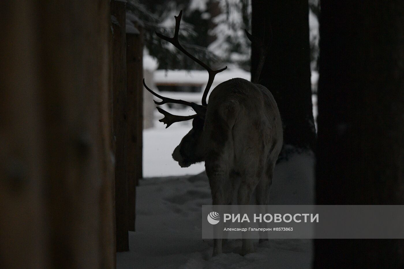 Ферма оленей "Лесная избушка" в Ленинградской области