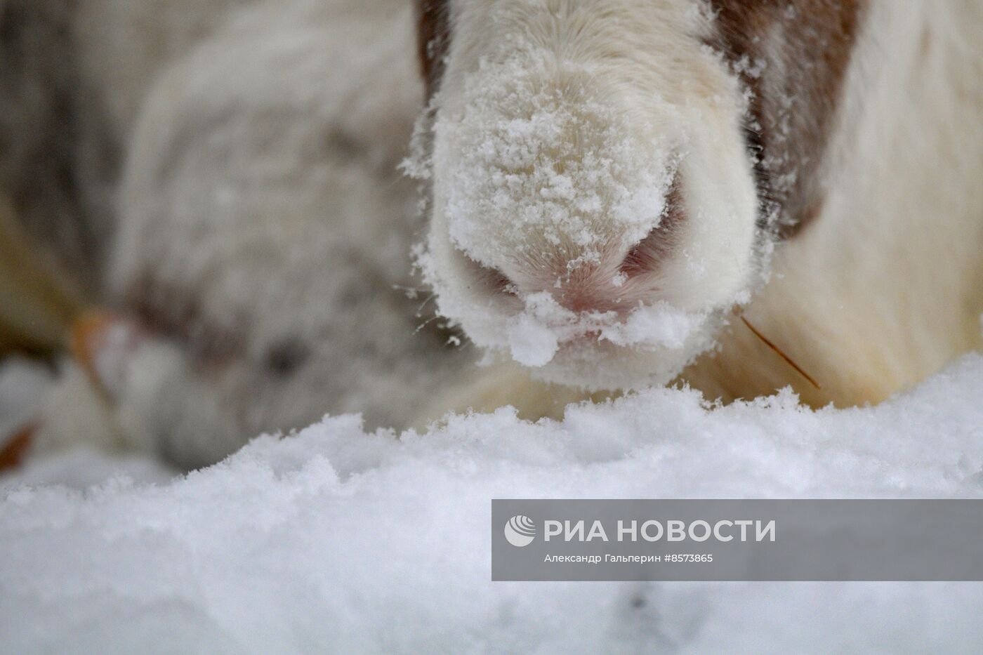 Ферма оленей "Лесная избушка" в Ленинградской области