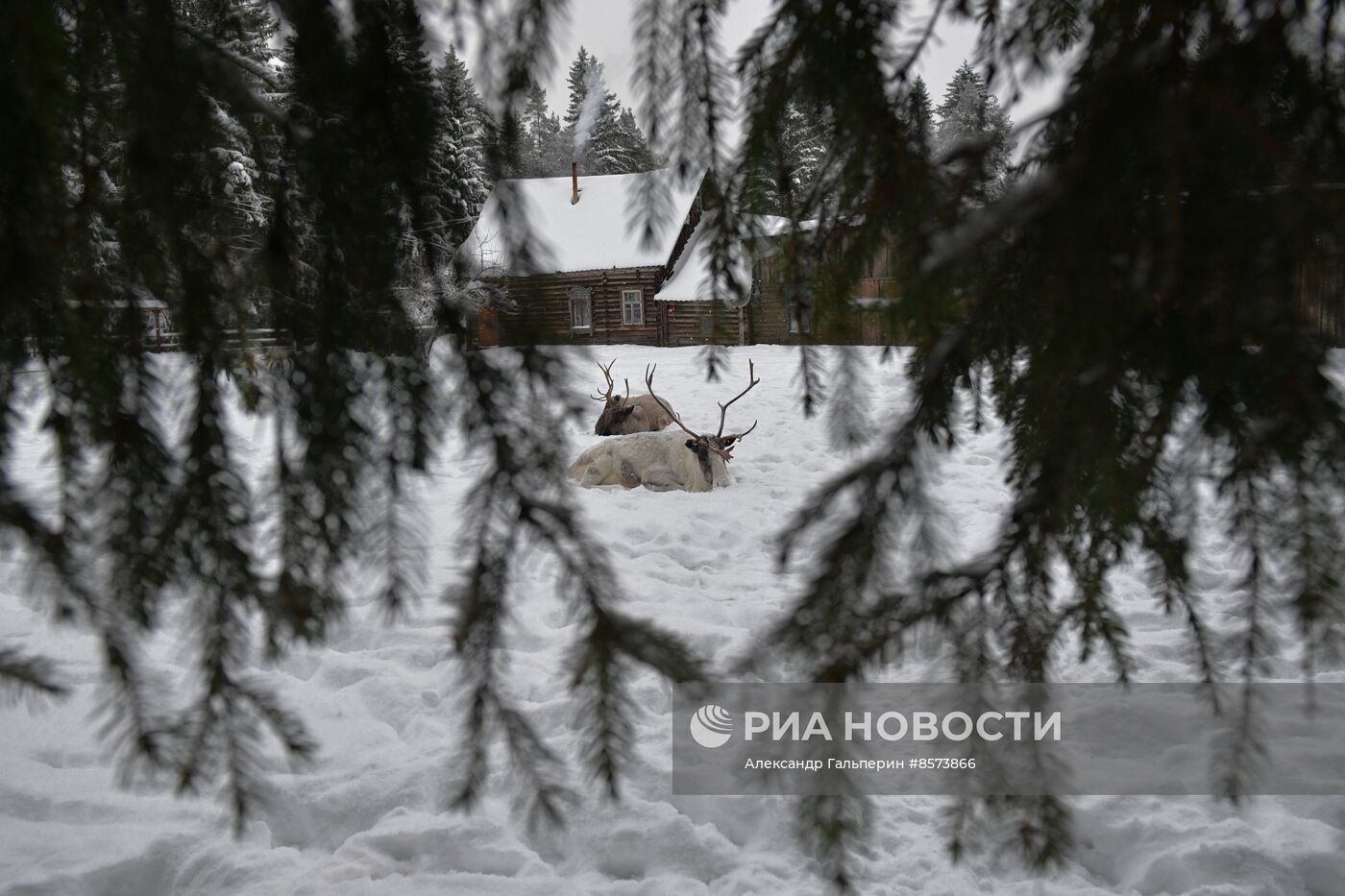 Ферма оленей "Лесная избушка" в Ленинградской области