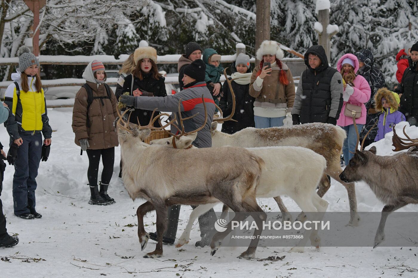 Ферма оленей "Лесная избушка" в Ленинградской области