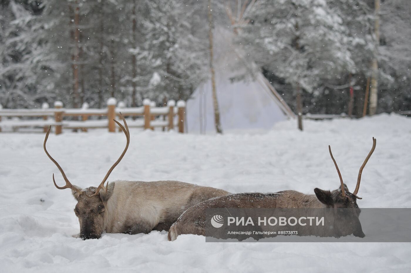 Ферма оленей "Лесная избушка" в Ленинградской области