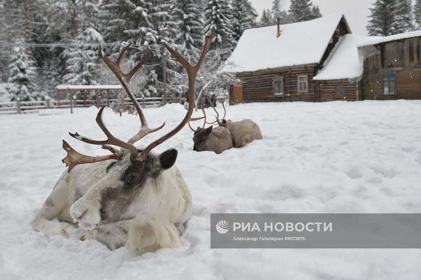 Ферма оленей "Лесная избушка" в Ленинградской области