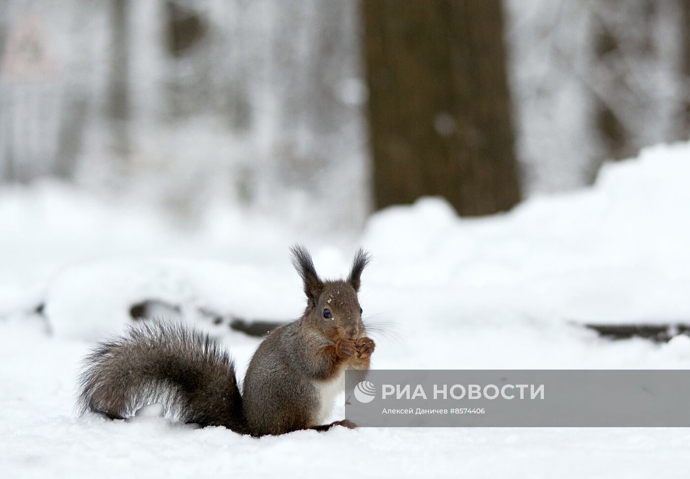 Зима в Санкт-Петербурге