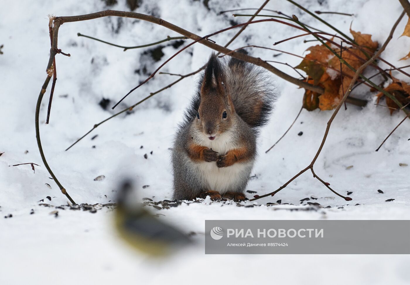 Зима в Санкт-Петербурге