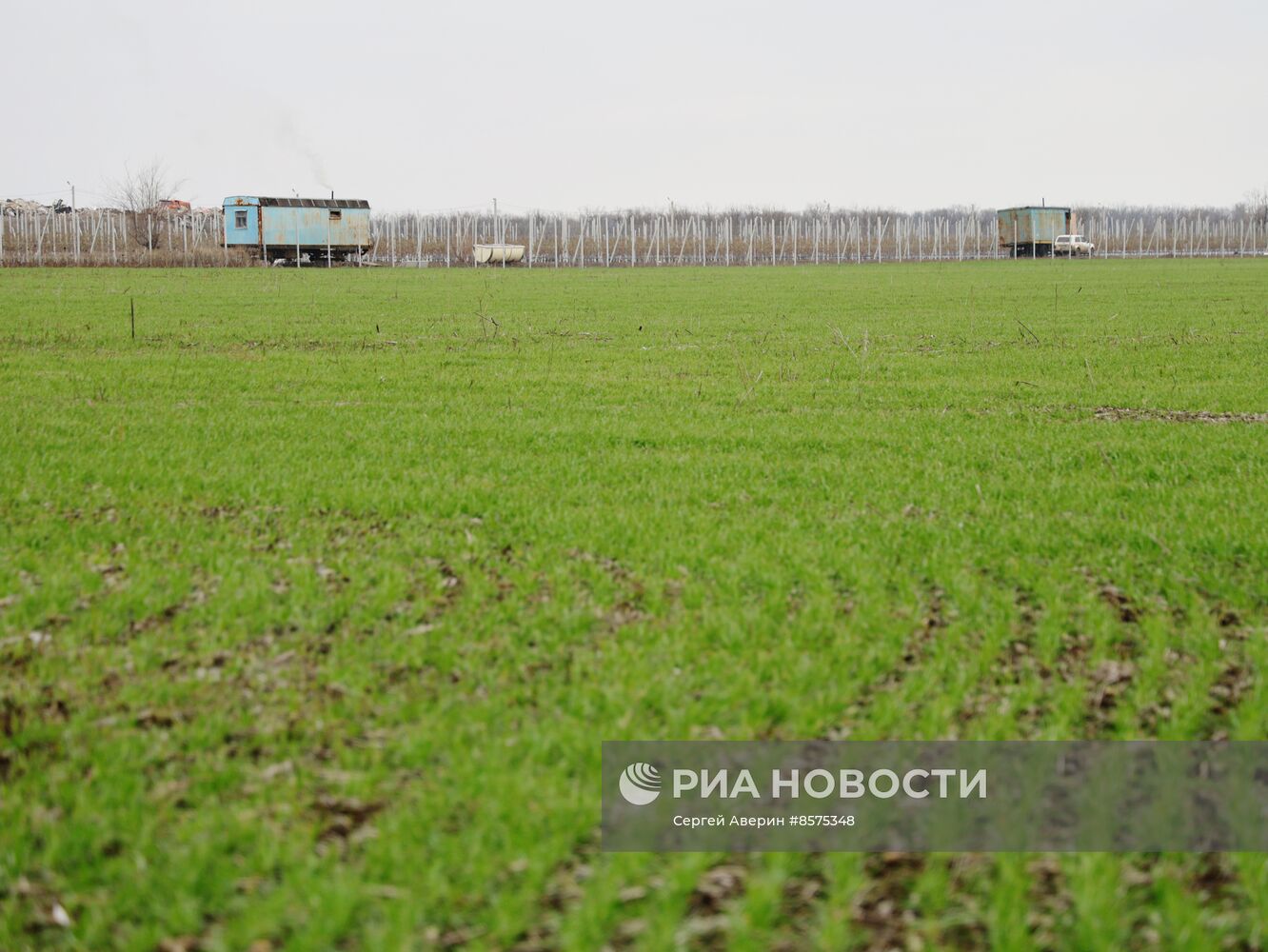 Производство семян в ДНР