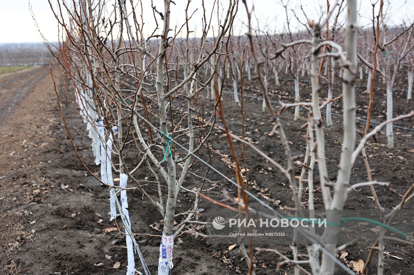 Производство семян в ДНР