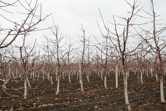Производство семян в ДНР