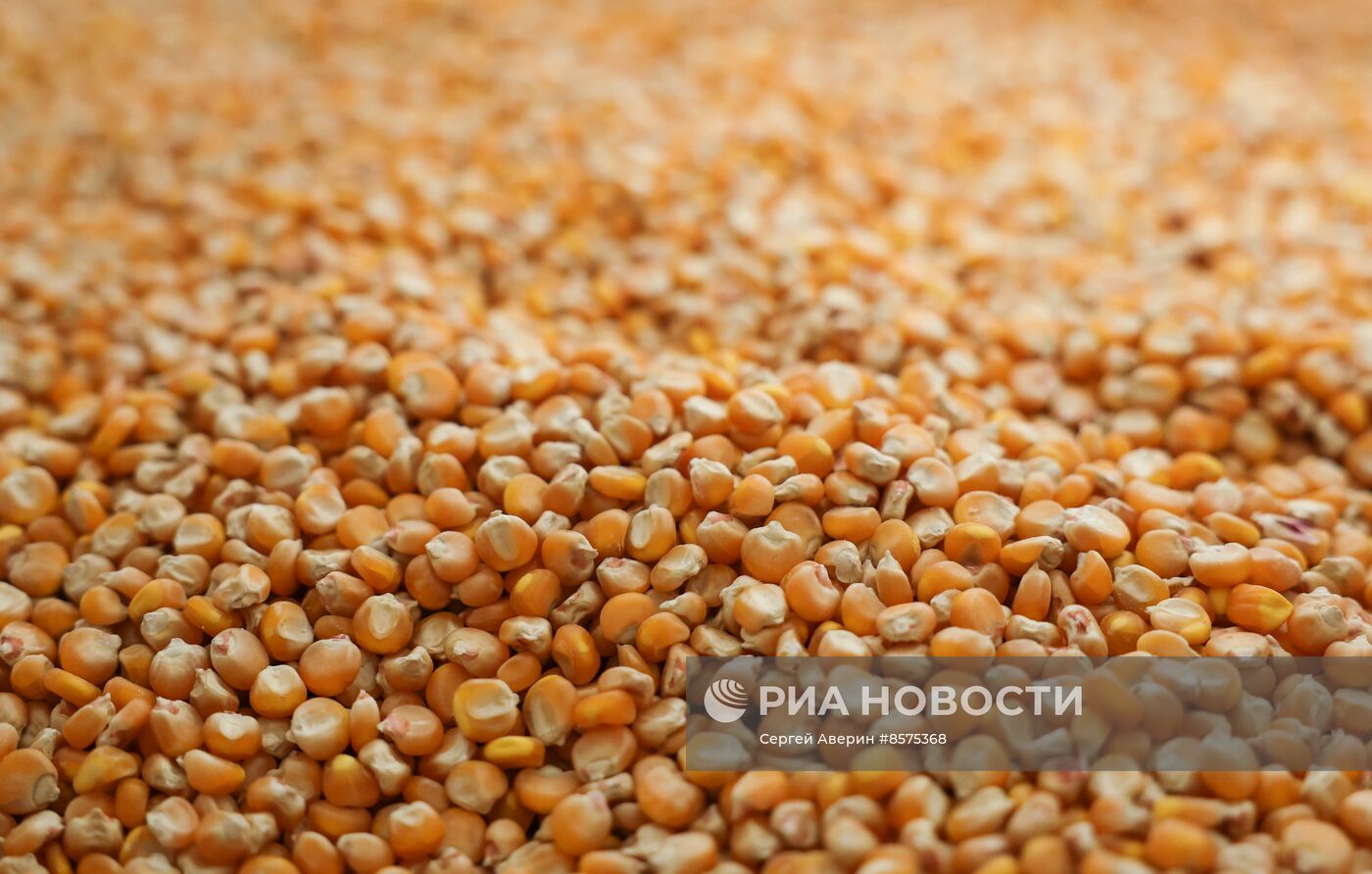 Производство семян в ДНР