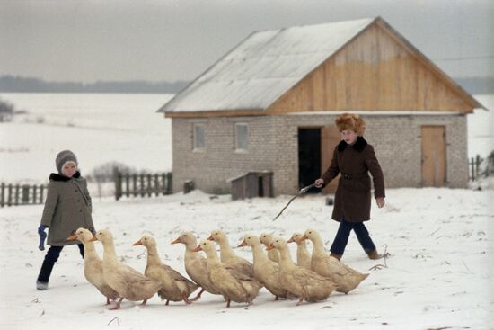 Семейная ферма Карпуниных в колхозе "Золино"