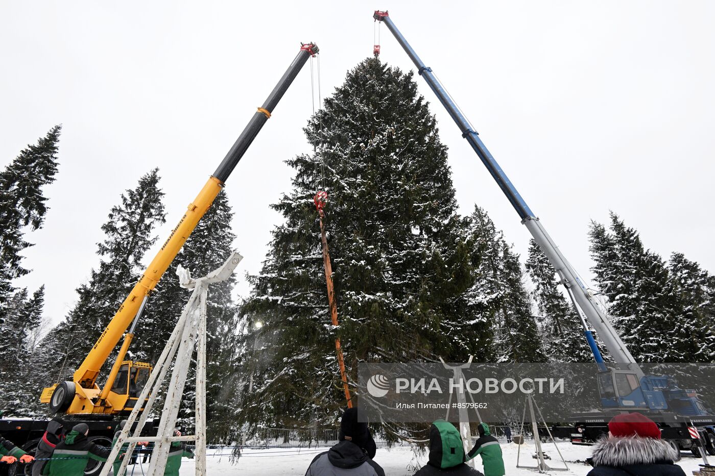 Рубка главной новогодней ели