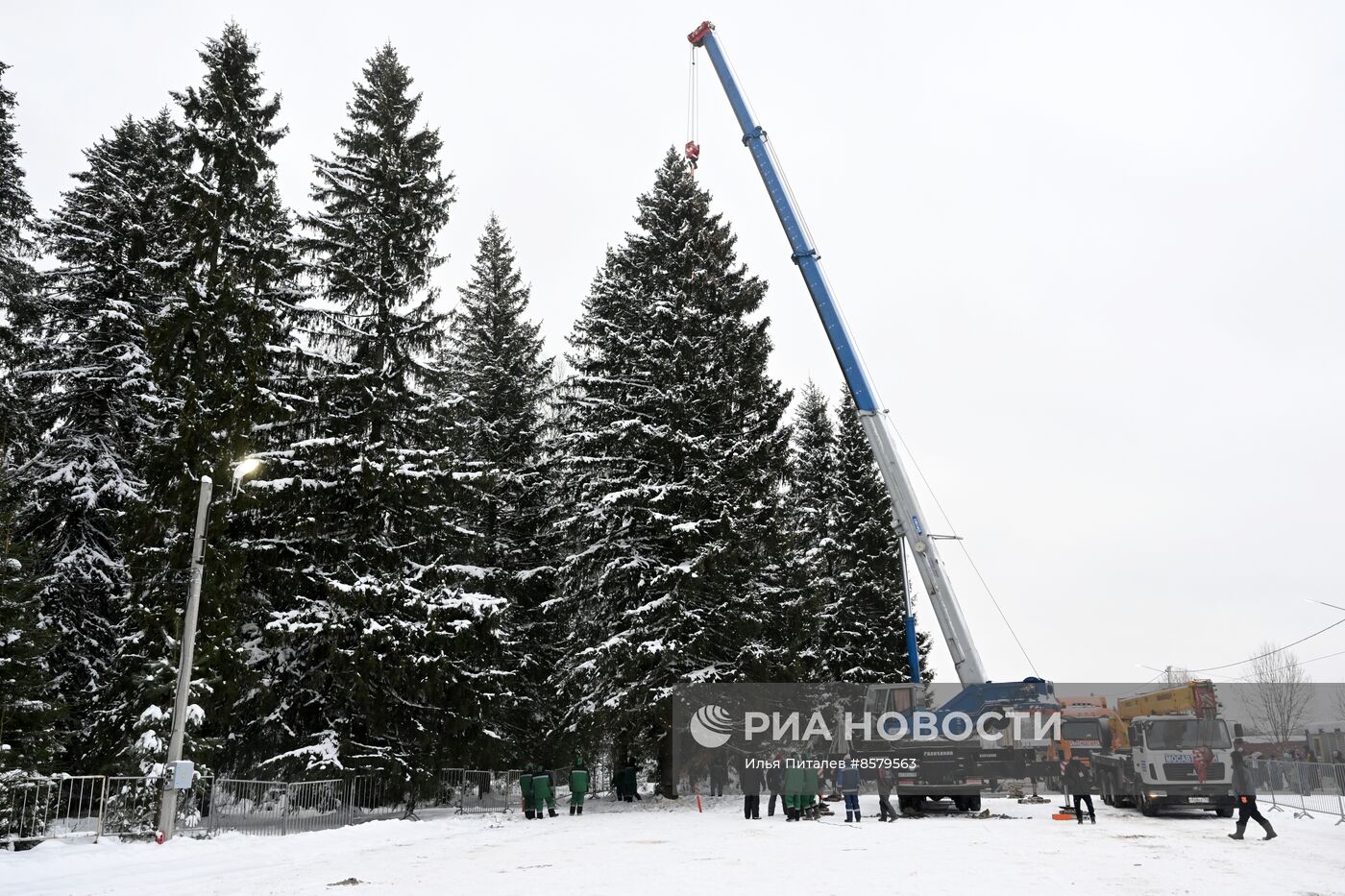 Рубка главной новогодней ели