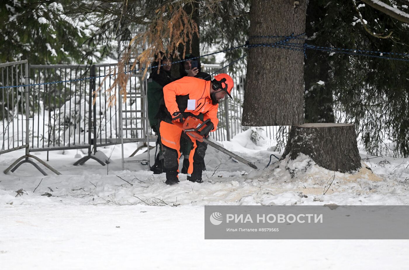 Рубка главной новогодней ели