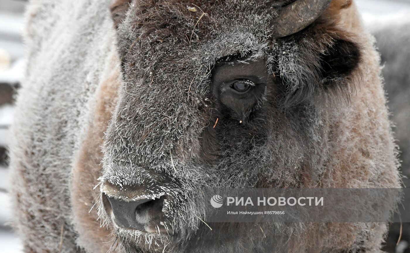 Морозы в Сибири