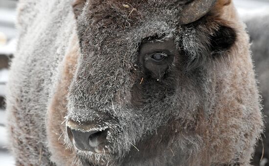 Морозы в Сибири
