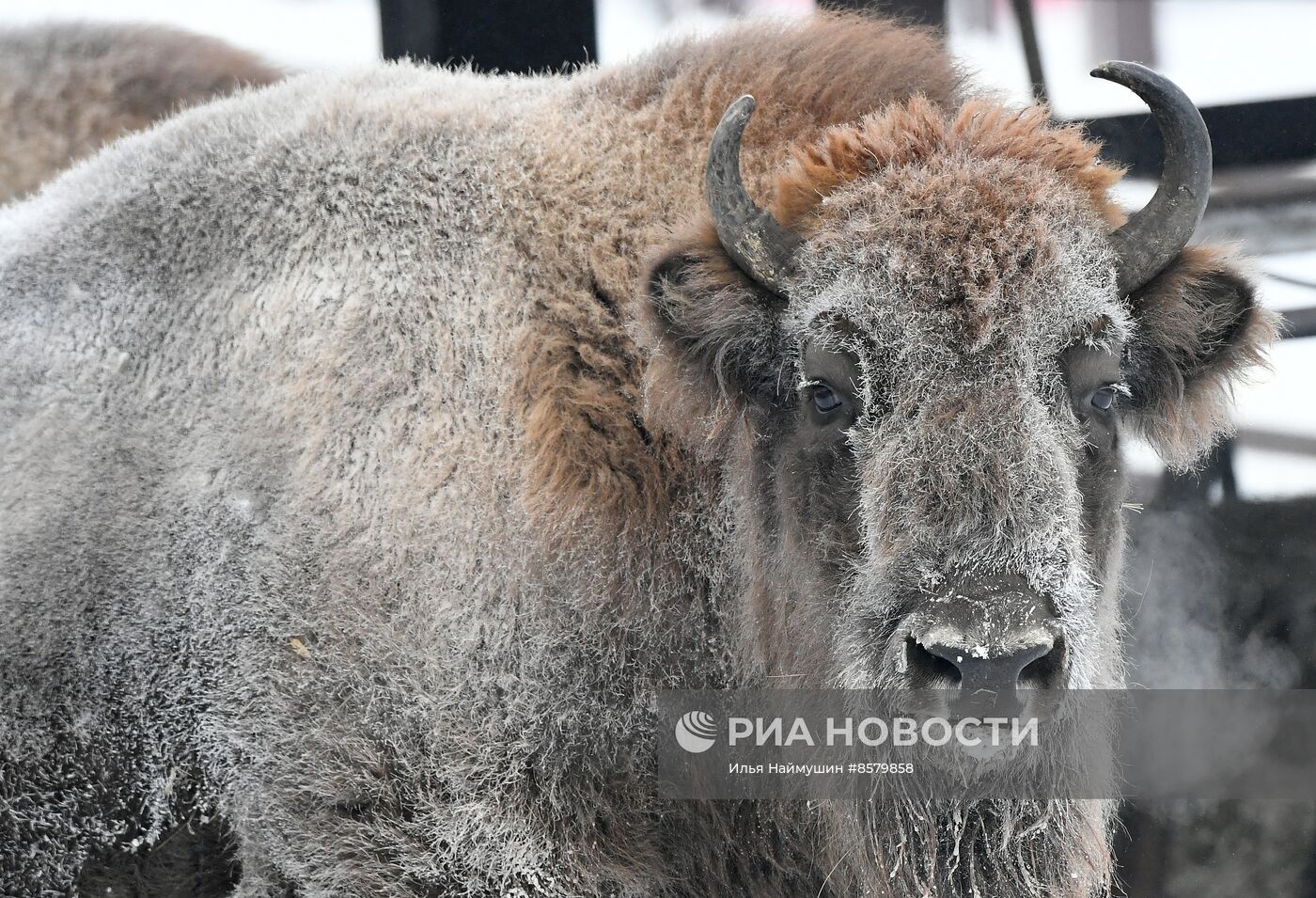 Морозы в Сибири