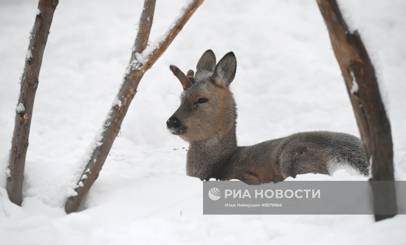 Морозы в Сибири