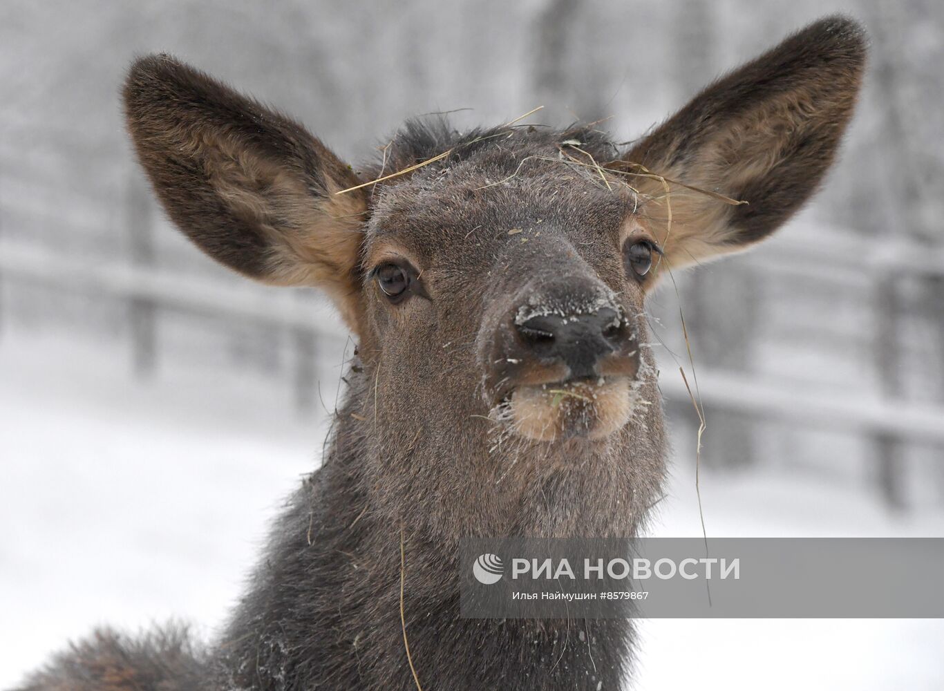 Морозы в Сибири