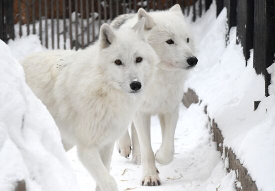 Морозы в Сибири