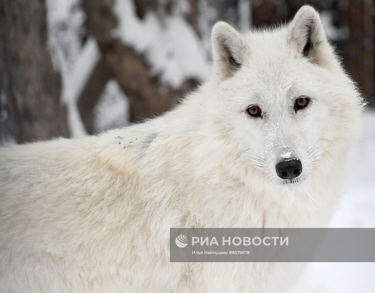 Морозы в Сибири