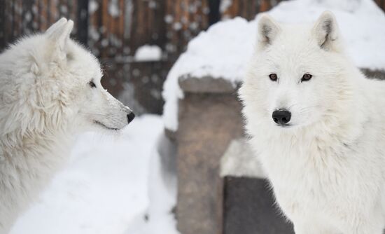 Морозы в Сибири
