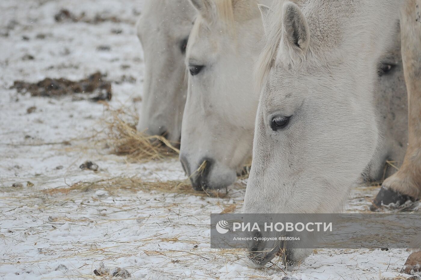 Разведение орловских рысаков в Тамбовской области