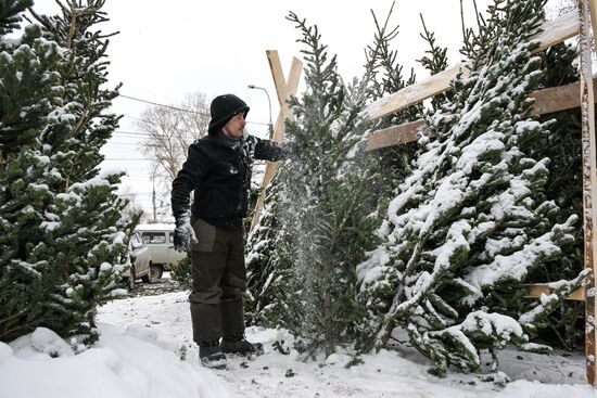 Ёлочные базары в Новосибирске 