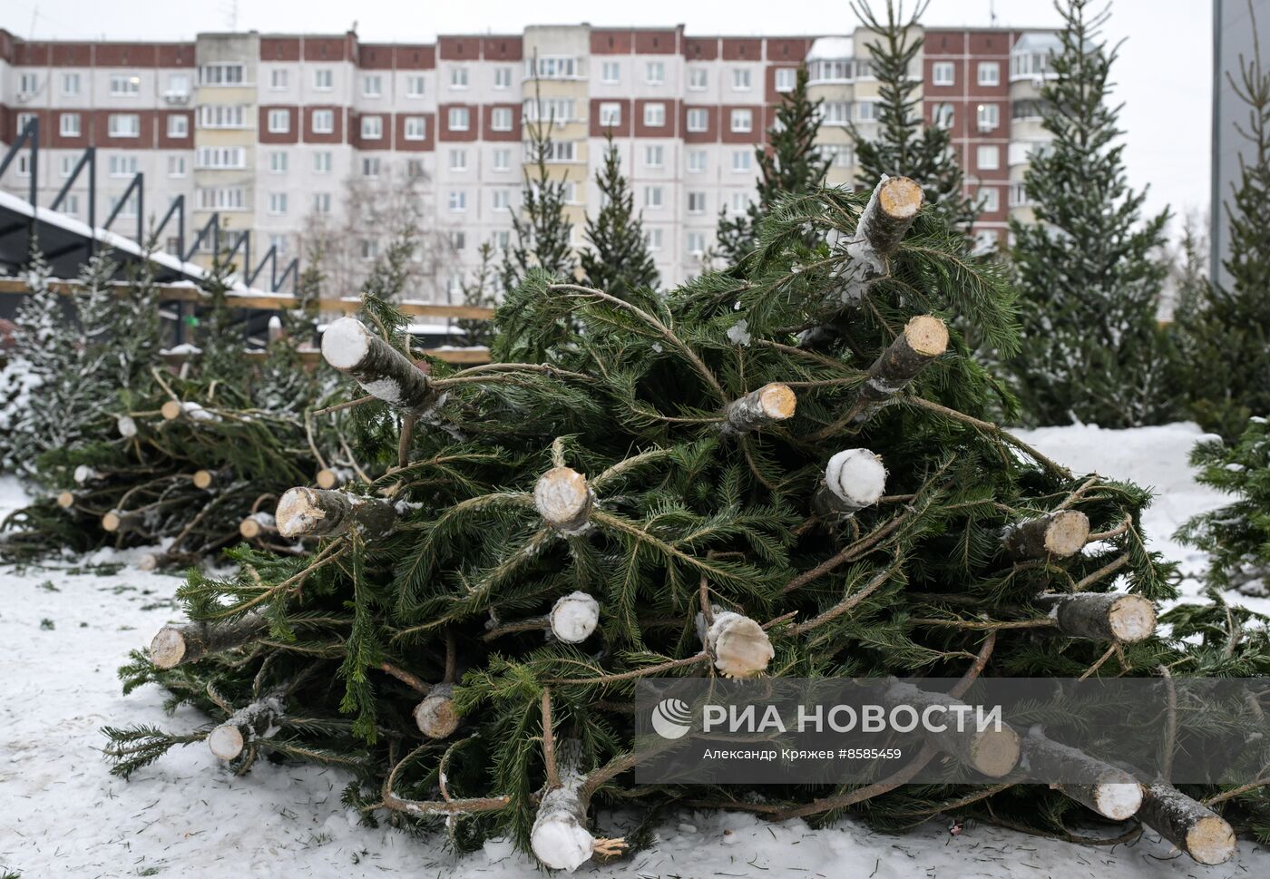 Ёлочные базары в Новосибирске 