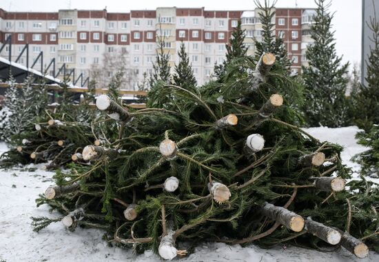 Ёлочные базары в Новосибирске 