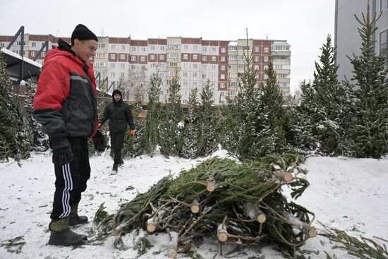Ёлочные базары в Новосибирске 