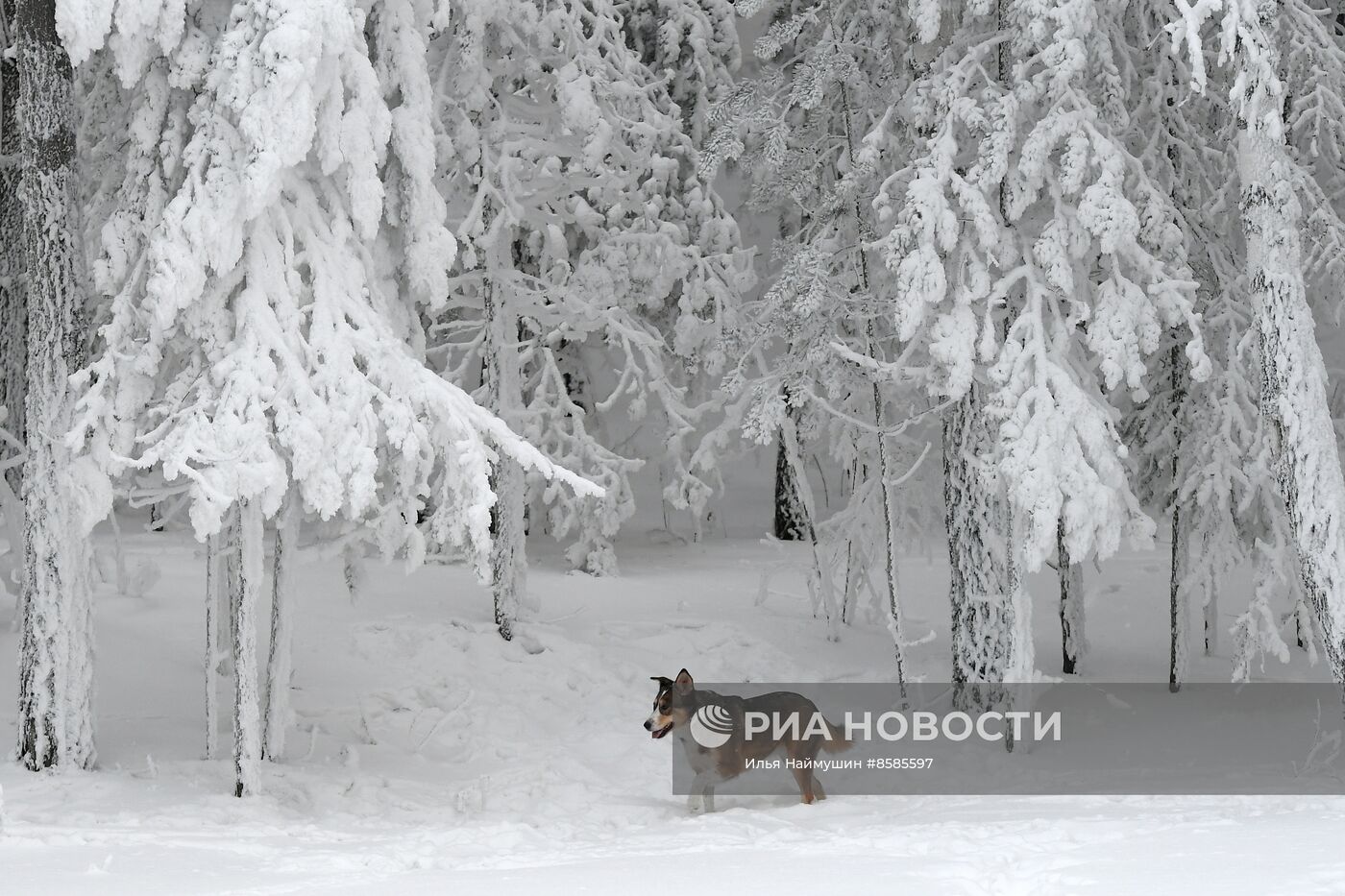 Морозы в Красноярском крае