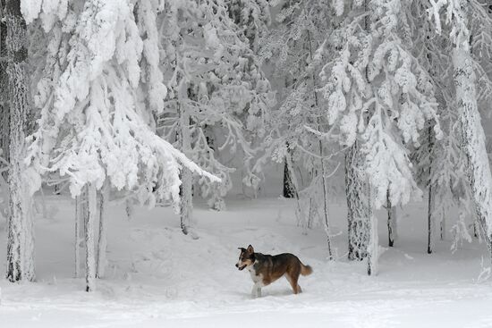 Морозы в Красноярском крае