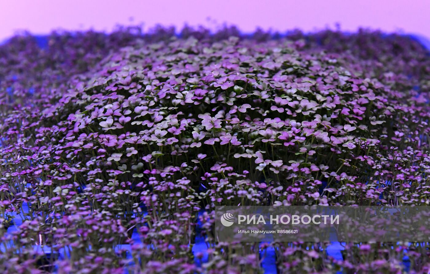 Лаборатория сити-фарминга Института гастрономии в Красноярске