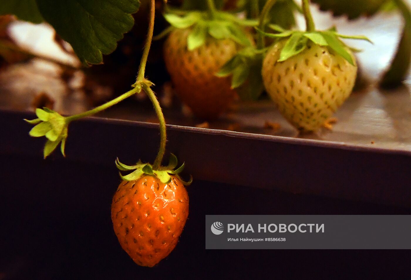 Лаборатория сити-фарминга Института гастрономии в Красноярске