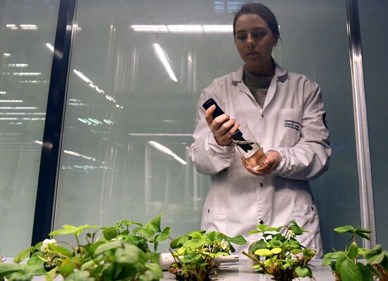 Лаборатория сити-фарминга Института гастрономии в Красноярске
