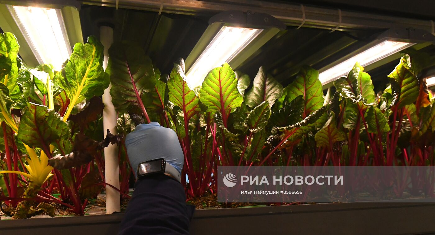 Лаборатория сити-фарминга Института гастрономии в Красноярске
