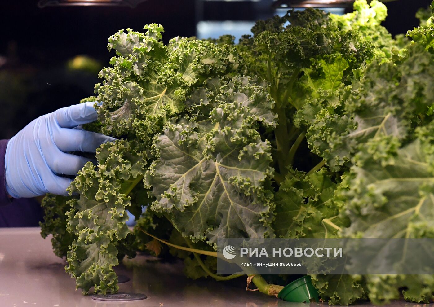 Лаборатория сити-фарминга Института гастрономии в Красноярске