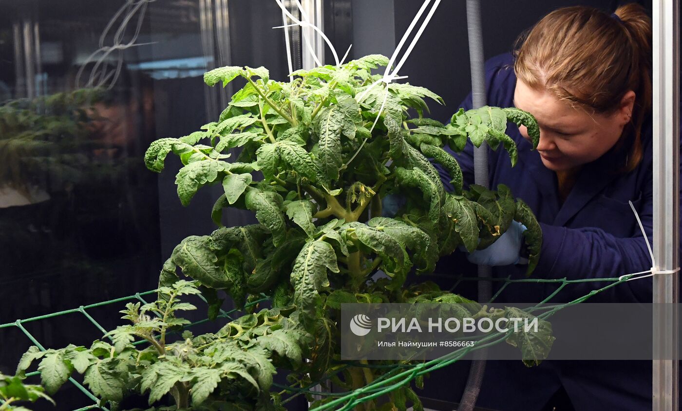 Лаборатория сити-фарминга Института гастрономии в Красноярске