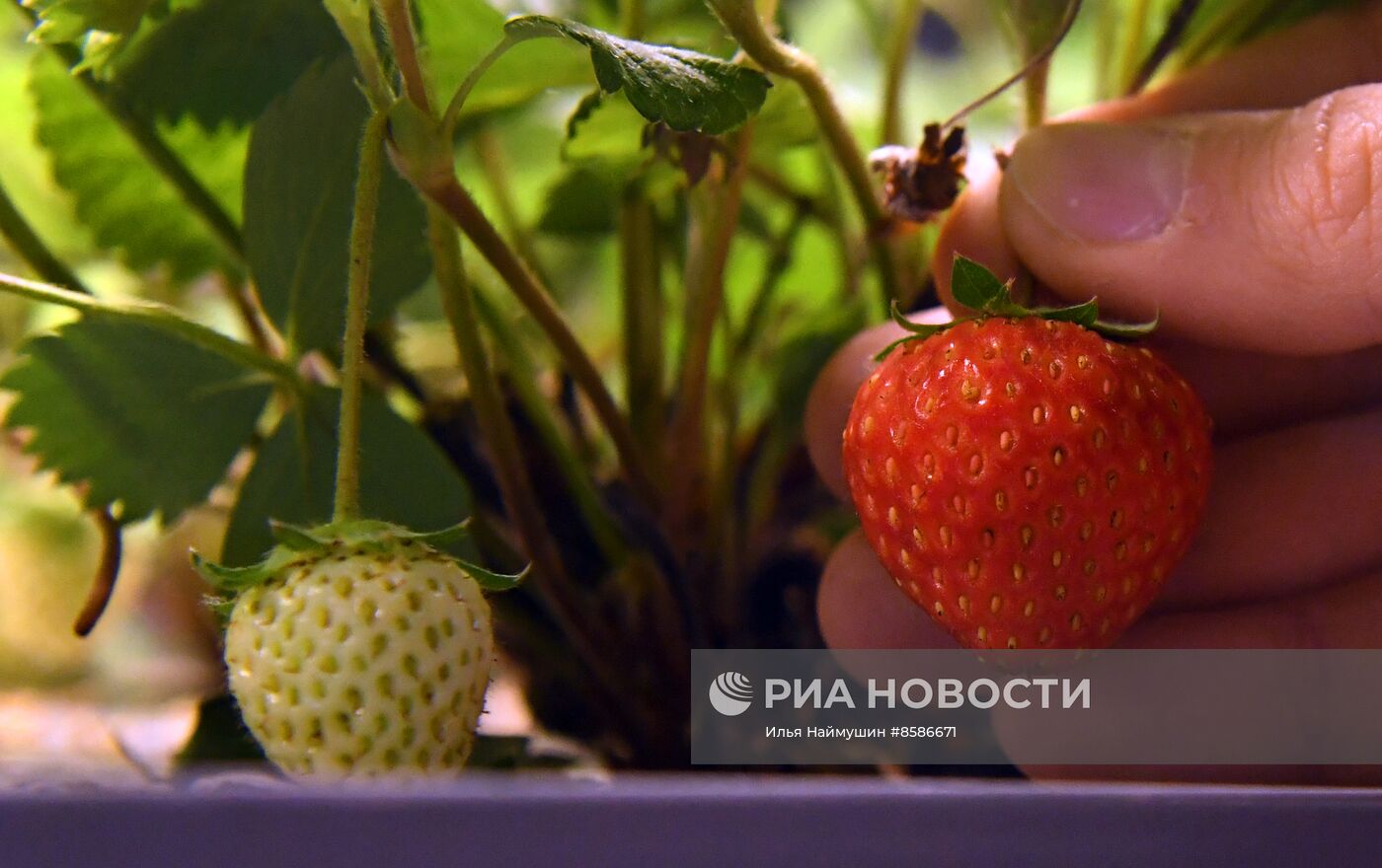Лаборатория сити-фарминга Института гастрономии в Красноярске