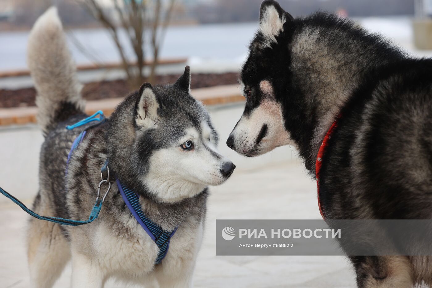 "Хаски-Trail" в Белгороде